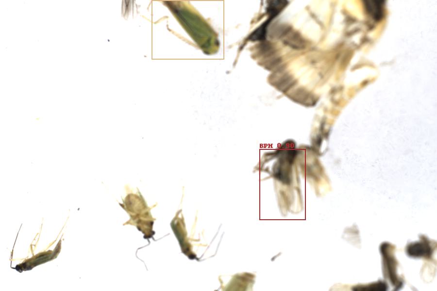 Image 38